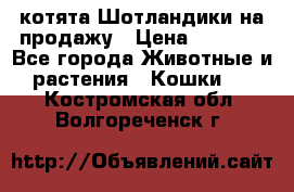 котята Шотландики на продажу › Цена ­ 5 000 - Все города Животные и растения » Кошки   . Костромская обл.,Волгореченск г.